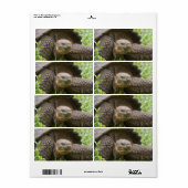 巨大なカメ ラベル (フルシート)