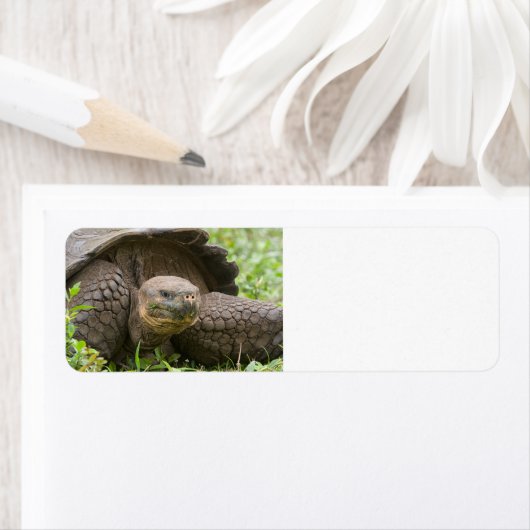 巨大なカメ ラベル (インサイチュ)