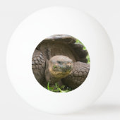 巨大なカメ 卓球ボール (正面)