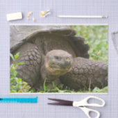 巨大なカメ 薄葉紙 (クラフト)