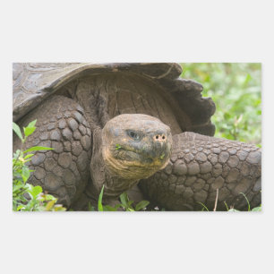 巨大なカメ 長方形シール