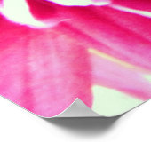 巨大なキクのピンクの花束 ポスター (角)