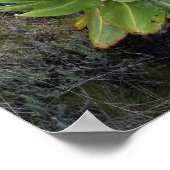 巨大なグラウンドセルまたはデンドロセネシオ2 ポスター (角)