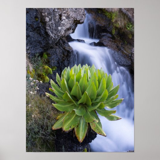 巨大なグラウンドセルまたはデンドロセネシオ2 ポスター (正面)