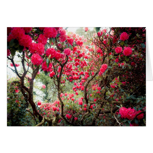 巨大なシャクナゲ (正面横)