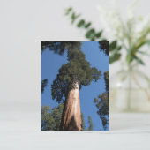 巨大なセクオイア ポストカード (スタンド正面)