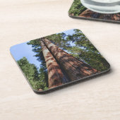 巨大なセコイアの基地でビデオテープに収めた女性 コースター (左側)