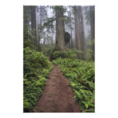 巨大なセコイアの木々を通る道が包まれた2 フォトプリント (正面)