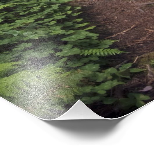 巨大なセコイアの木々を通る道が包まれた2 フォトプリント (角)