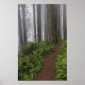 巨大なセコイアの木々を通る道が覆われた ポスター (正面)