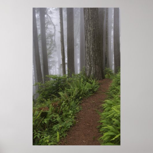 巨大なセコイアの木々を通る道が覆われた ポスター (正面)