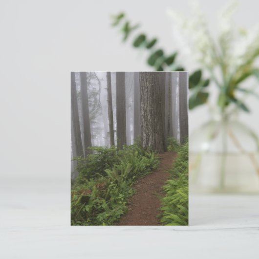 巨大なセコイアの木々を通る道が覆われた ポストカード (スタンド正面)