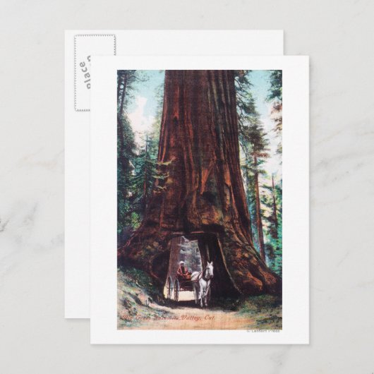巨大なセコイア旅行 ポストカード (正面/裏面)