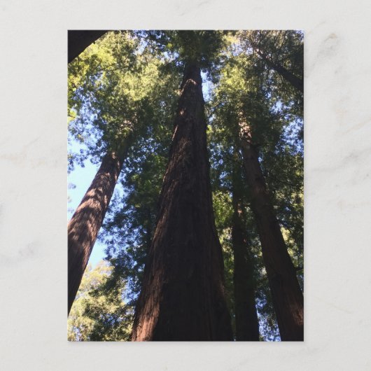 巨大なセコイア ポストカード (正面)