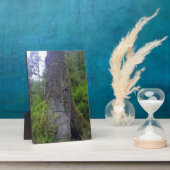 巨大なトウヒの木、永久岬、または フォトプラーク (側面)