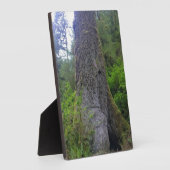 巨大なトウヒの木、永久岬、または フォトプラーク (側面)