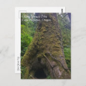 巨大なトウヒの木、永久岬、または ポストカード (正面/裏面)