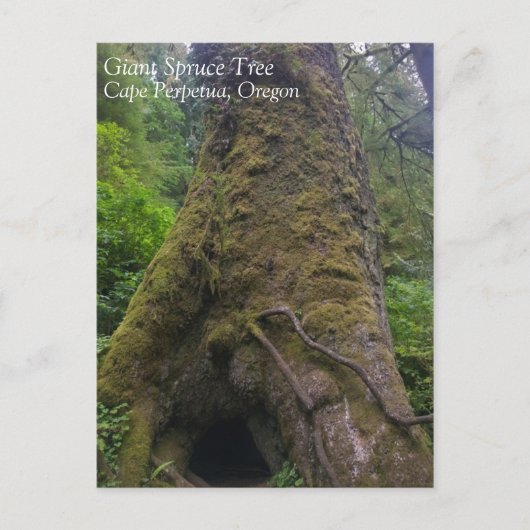 巨大なトウヒの木、永久岬、または ポストカード (正面)