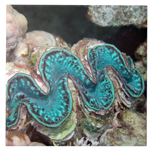 巨大なハマグリのタイル タイル (正面)