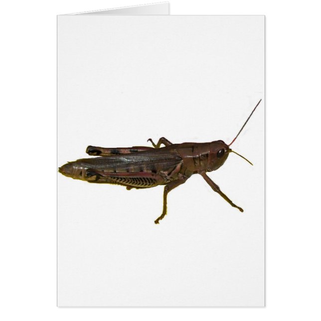 巨大なバッタ (正面)