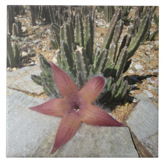 巨大なヒトデのサボテン タイル (正面)