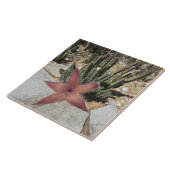 巨大なヒトデのサボテン タイル (側面)