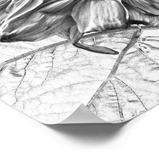 巨大なヒマワリヴィンテージ白黒アート ポスター (角)