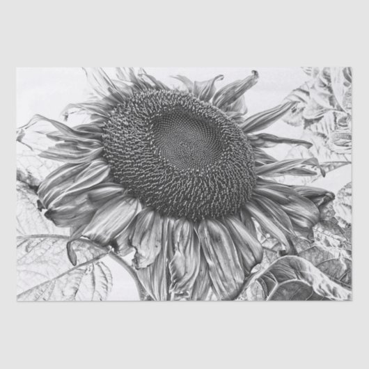巨大なヒマワリヴィンテージ白黒アート 薄葉紙 (正面)