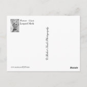 巨大なヒョウのガ ポストカード (裏面)