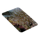 巨大なピンクの先端のアネモネ磁石 マグネット (右側)