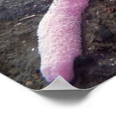 巨大なピンクの星（ピスターブレビスピヌス） ポスター (角)