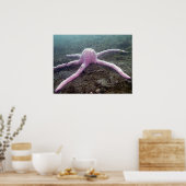 巨大なピンクの星（ピスターブレビスピヌス） ポスター (キッチン)