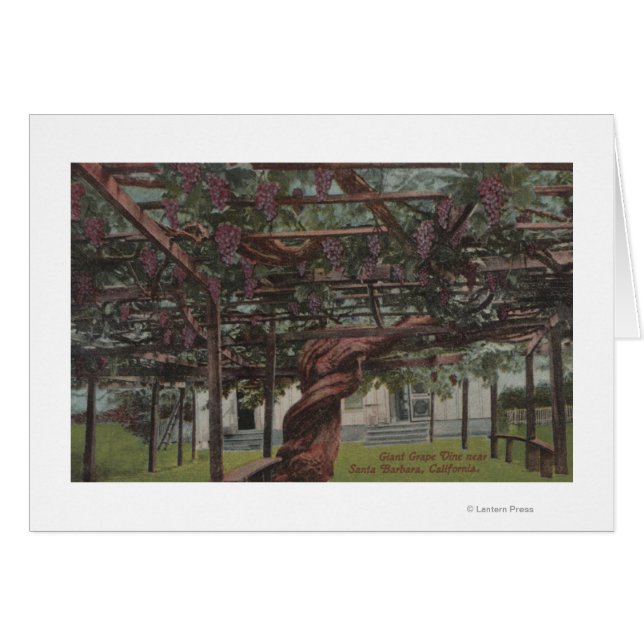 巨大なブドウのつる植物 (正面横)