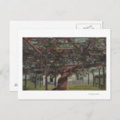 巨大なブドウのつる植物 ポストカード (正面/裏面)