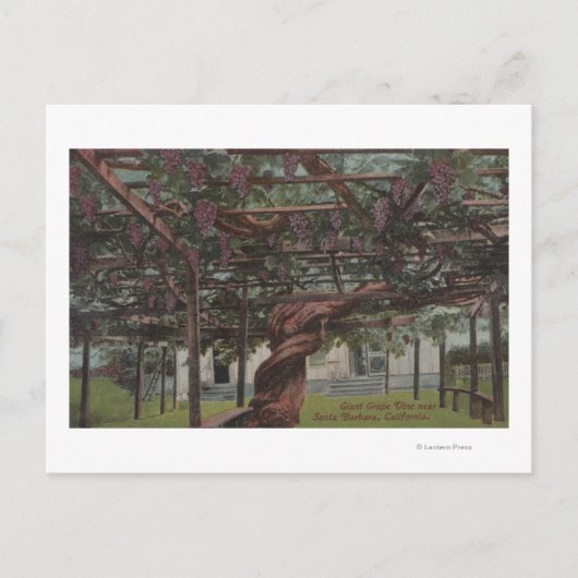 巨大なブドウのつる植物 ポストカード (正面)