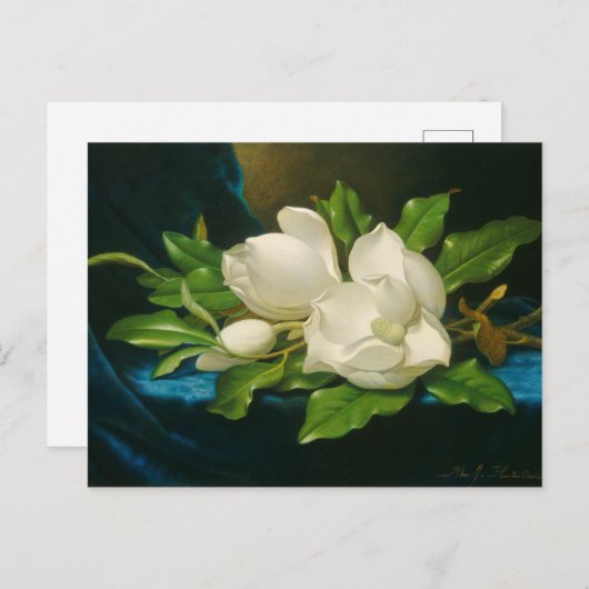 巨大なマグノリアが青いベルベットの布の上に ポストカード (正面/裏面)