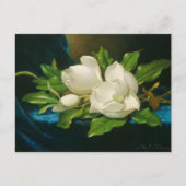巨大なマグノリアが青いベルベットの布の上に ポストカード (正面)