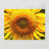 巨大なマンモスのヒマワリ写真 ポストカード (正面)