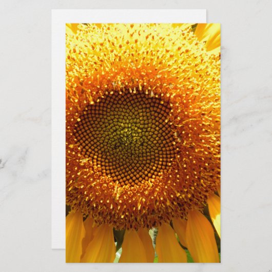 巨大なマンモスのヒマワリ写真 便箋 (正面/裏面)