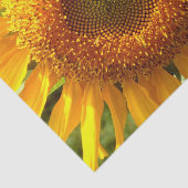 巨大なマンモスのヒマワリ写真 薄葉紙 (詳細)