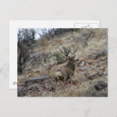 巨大なラバの鹿の丘 ポストカード (正面/裏面)