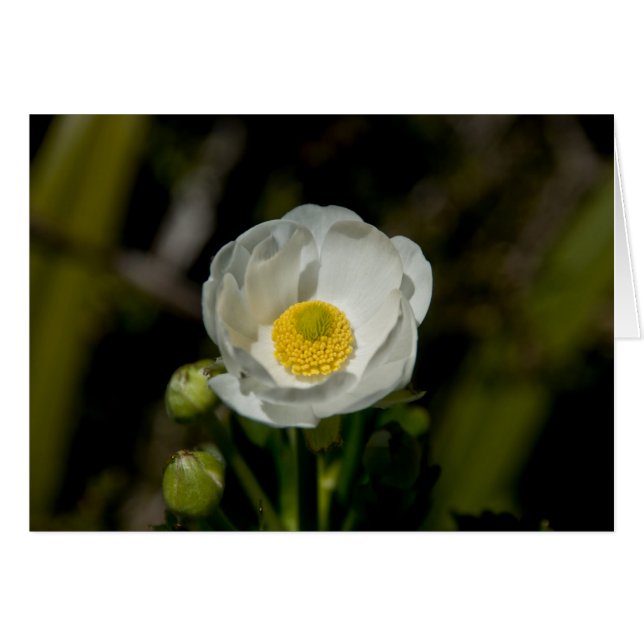 巨大な山のキンボウゲ (正面横)