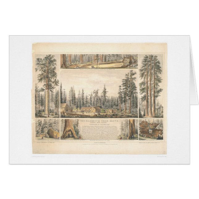 巨大な木果樹園(0976A) (正面横)