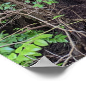 巨大な森林針葉樹の写真 ポスター (角)