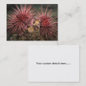 巨大な紅海ウニのペア – 名刺 (正面/裏面)