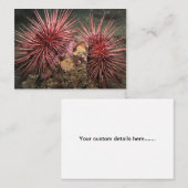 巨大な紅海ウニのペア – 名刺 (正面/裏面)