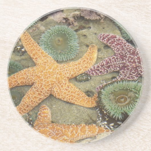 巨大な緑のアネモネと黄海の星 コースター (正面)