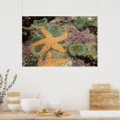 巨大な緑のアネモネと黄海の星 ポスター (キッチン)