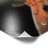 巨大な蛾 – アンテレイア・ポリヘムス フォトプリント (角)