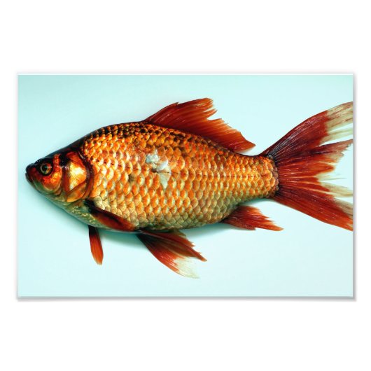 巨大な金魚 フォトプリント            (正面)